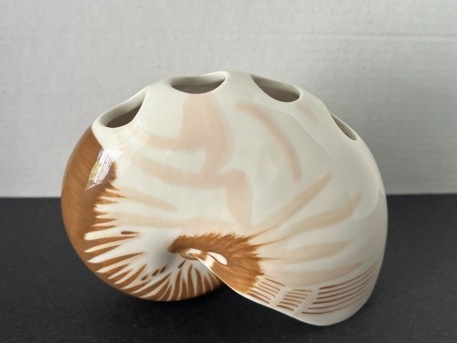 Tiger nautilus shell - nautilus,